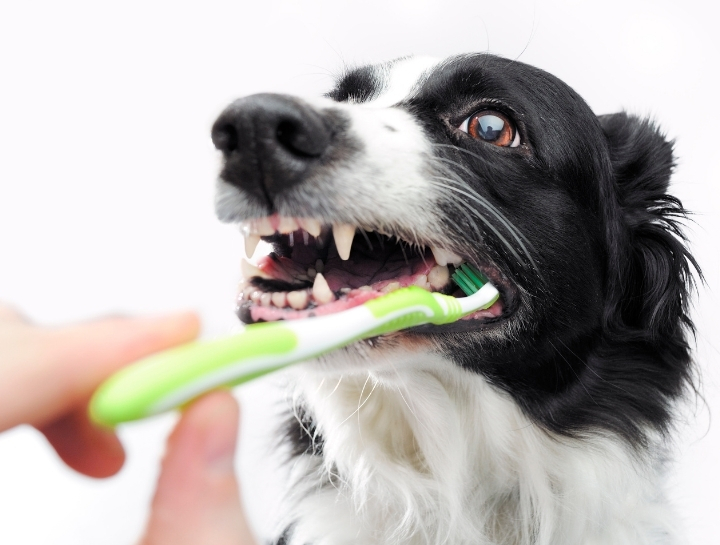 Stahlstown Pet Dentist