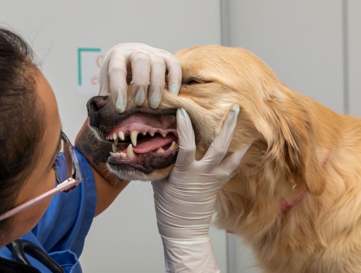 Stahlstown Pet Dentist
