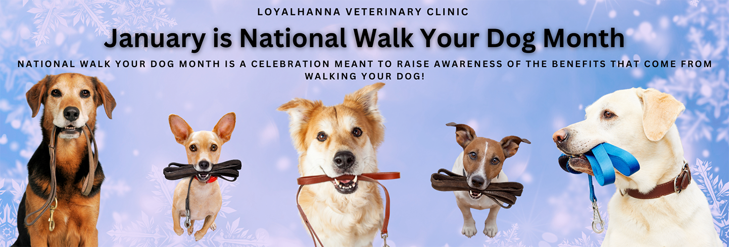 Stahlstown veterinarians