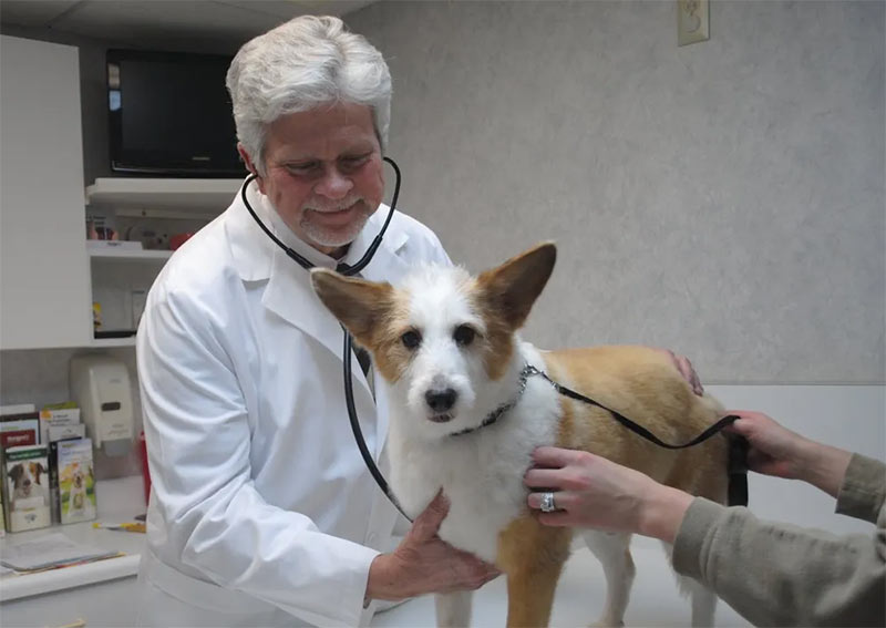 Carousel Slide 1: Dog veterinary exams