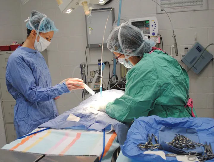 Stahlstown Veterinary Surgeries
